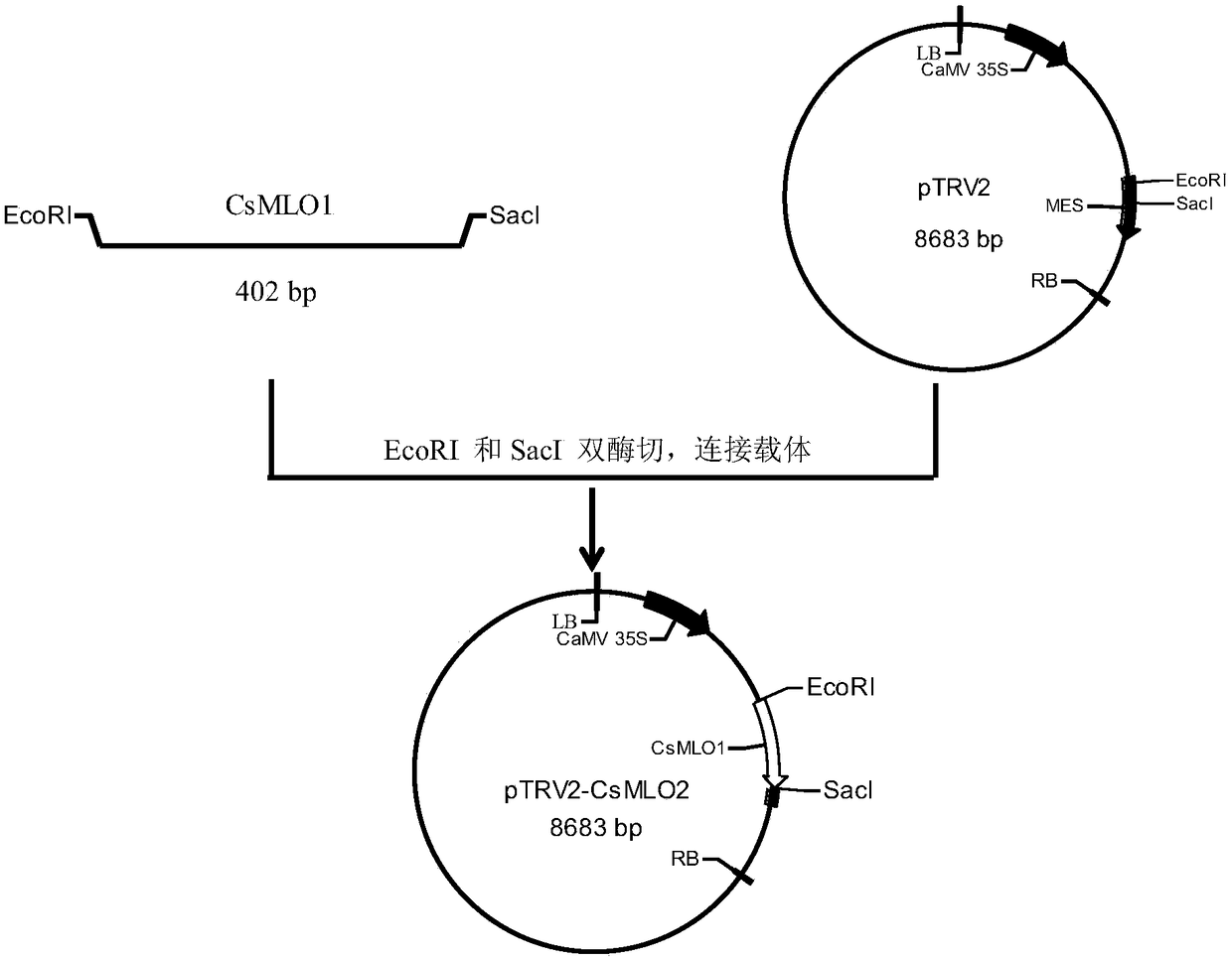Cucumis sativus CsMLO1 gene, construction method and application of silencing expression vector thereof