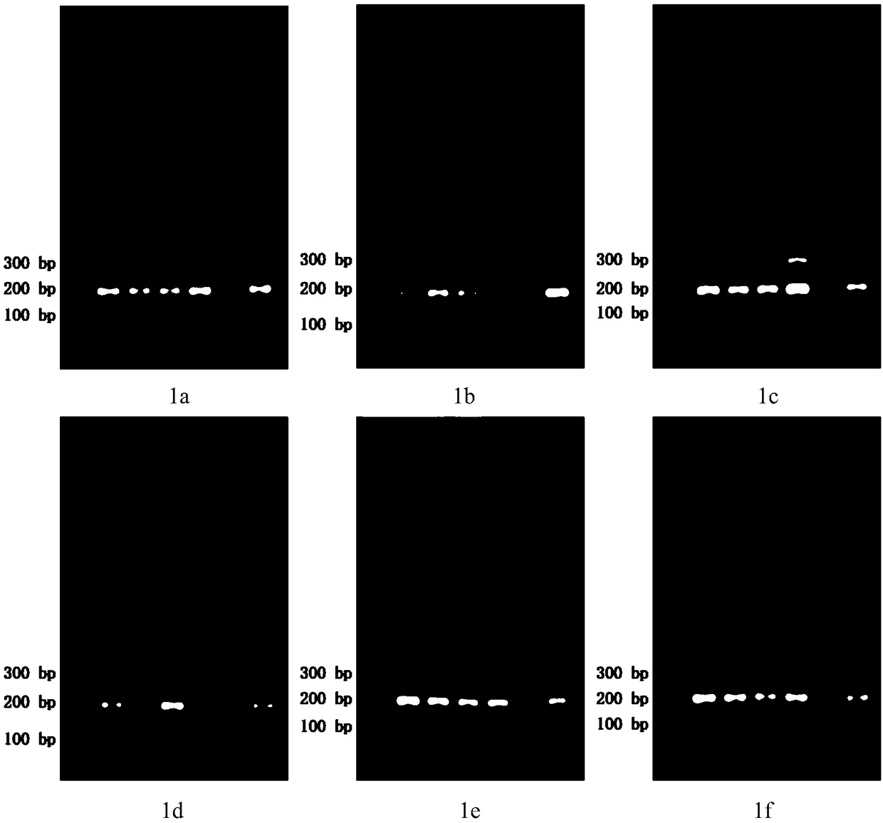 PCR method for rapid identification of fritillaria cirrhosa authenticity