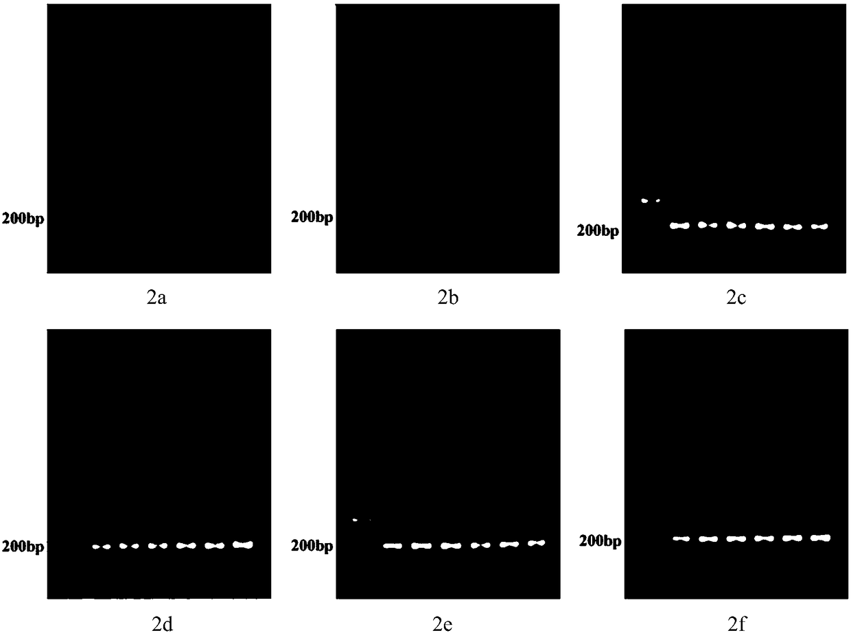 PCR method for rapid identification of fritillaria cirrhosa authenticity