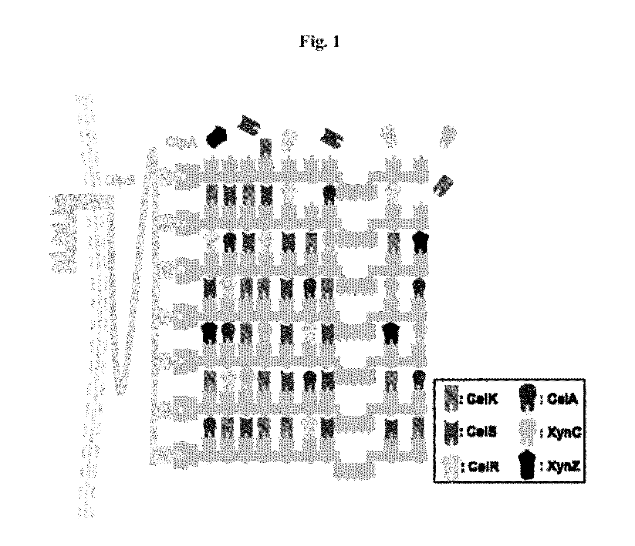 Expression system for producing multi-enzyme complexes and uses thereof