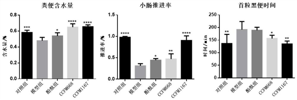 Bifidobacterium bifidum for relieving constipation and its fermented food and probiotic preparation