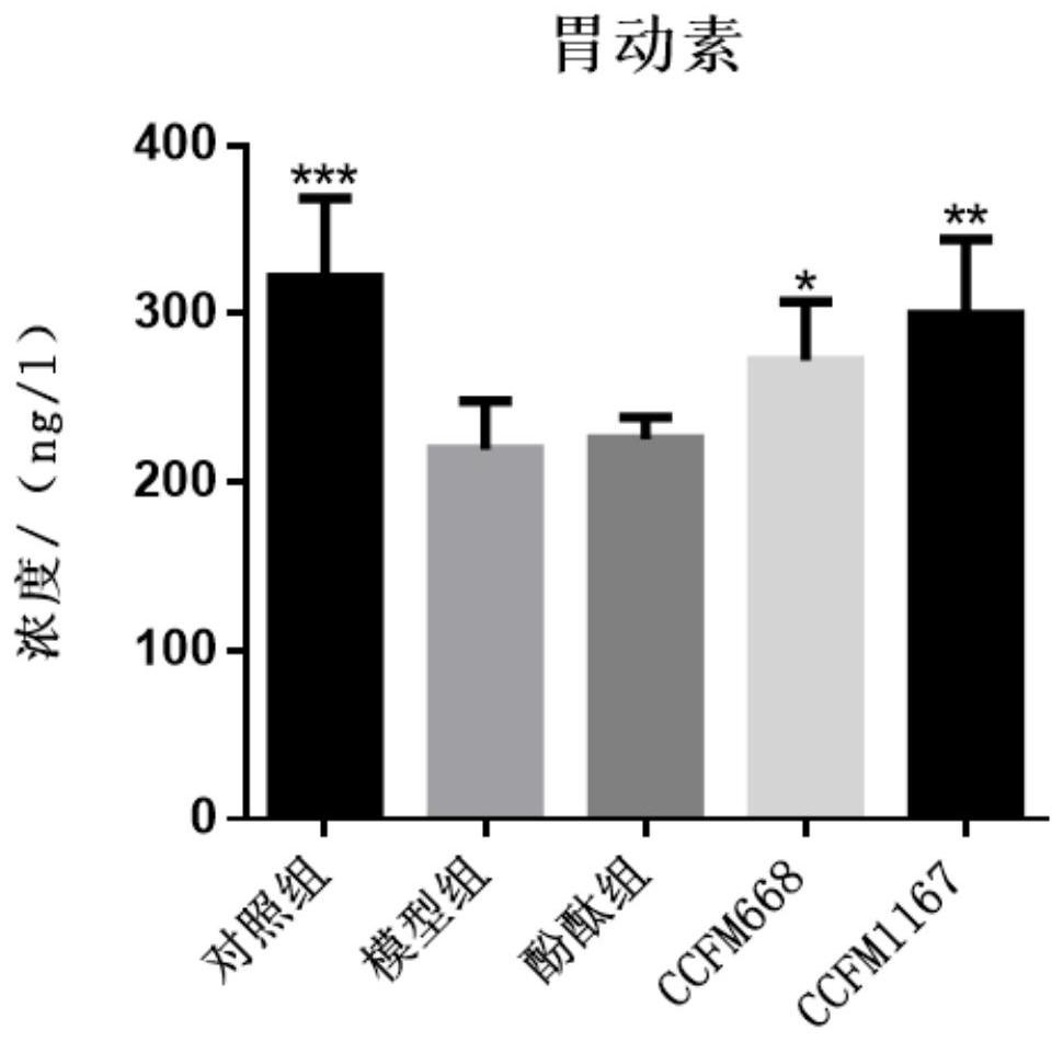 Bifidobacterium bifidum for relieving constipation and its fermented food and probiotic preparation