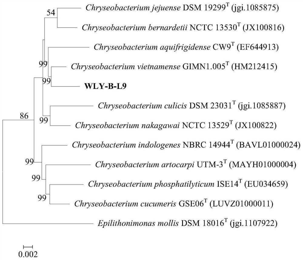 New strain of Chryseobacterium sp. And application thereof