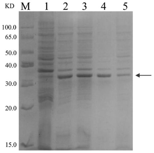 A method for transducing buffalo embryos with green fluorescent protein mediated by pep-1 peptide tandem