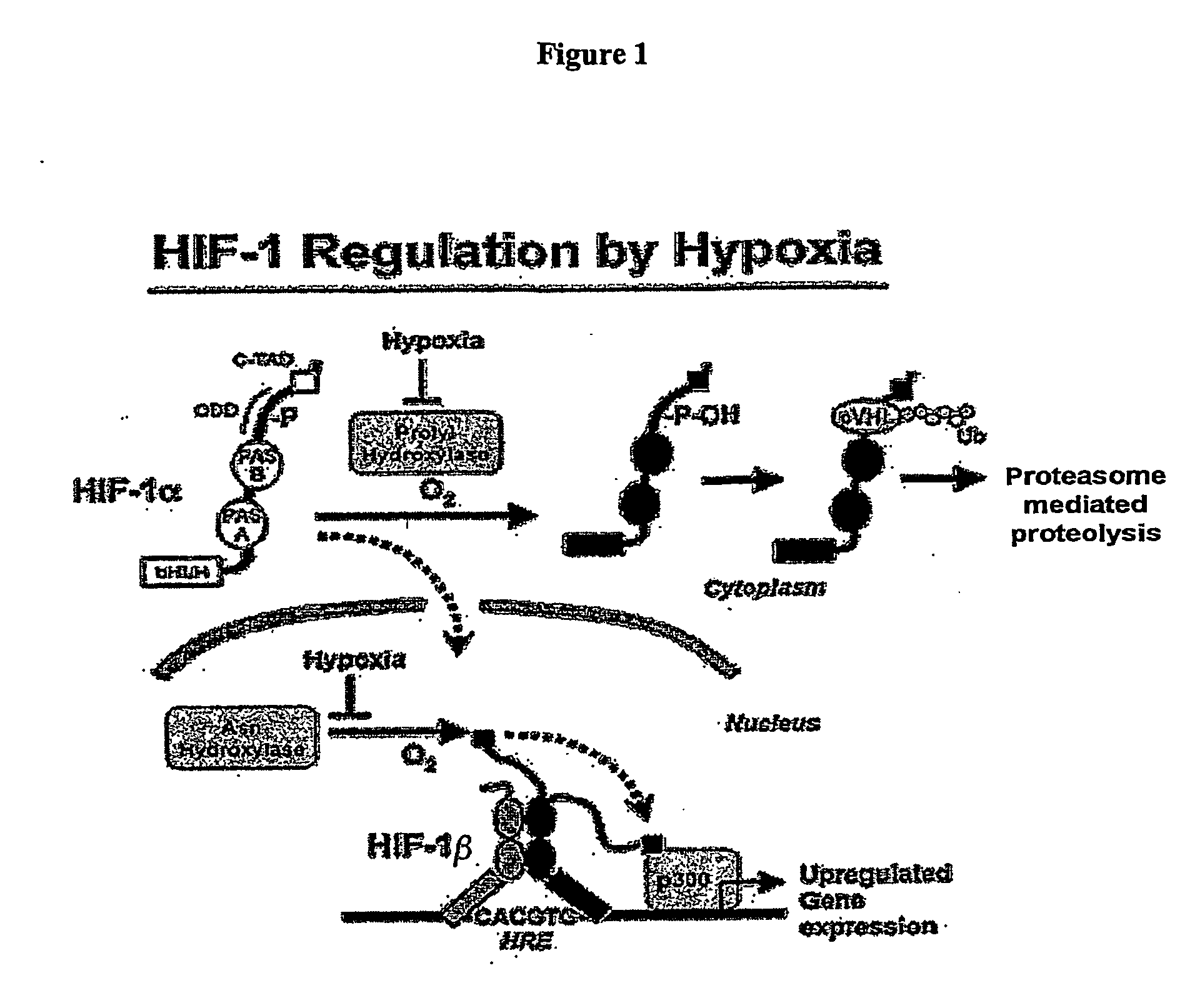 Activation of hypoxia-inducible gene expression
