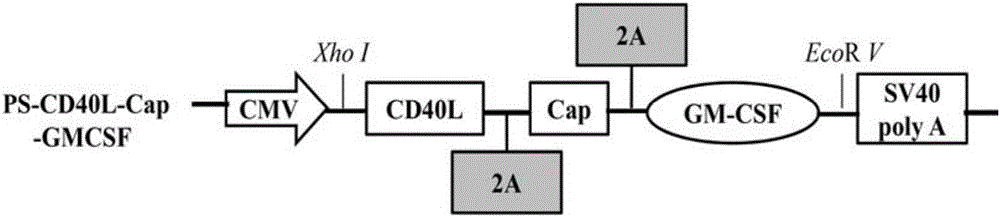 Construction, amplification and purification method of porcine CD40L/GMCSF/PCV2Cap recombinant adenovirus
