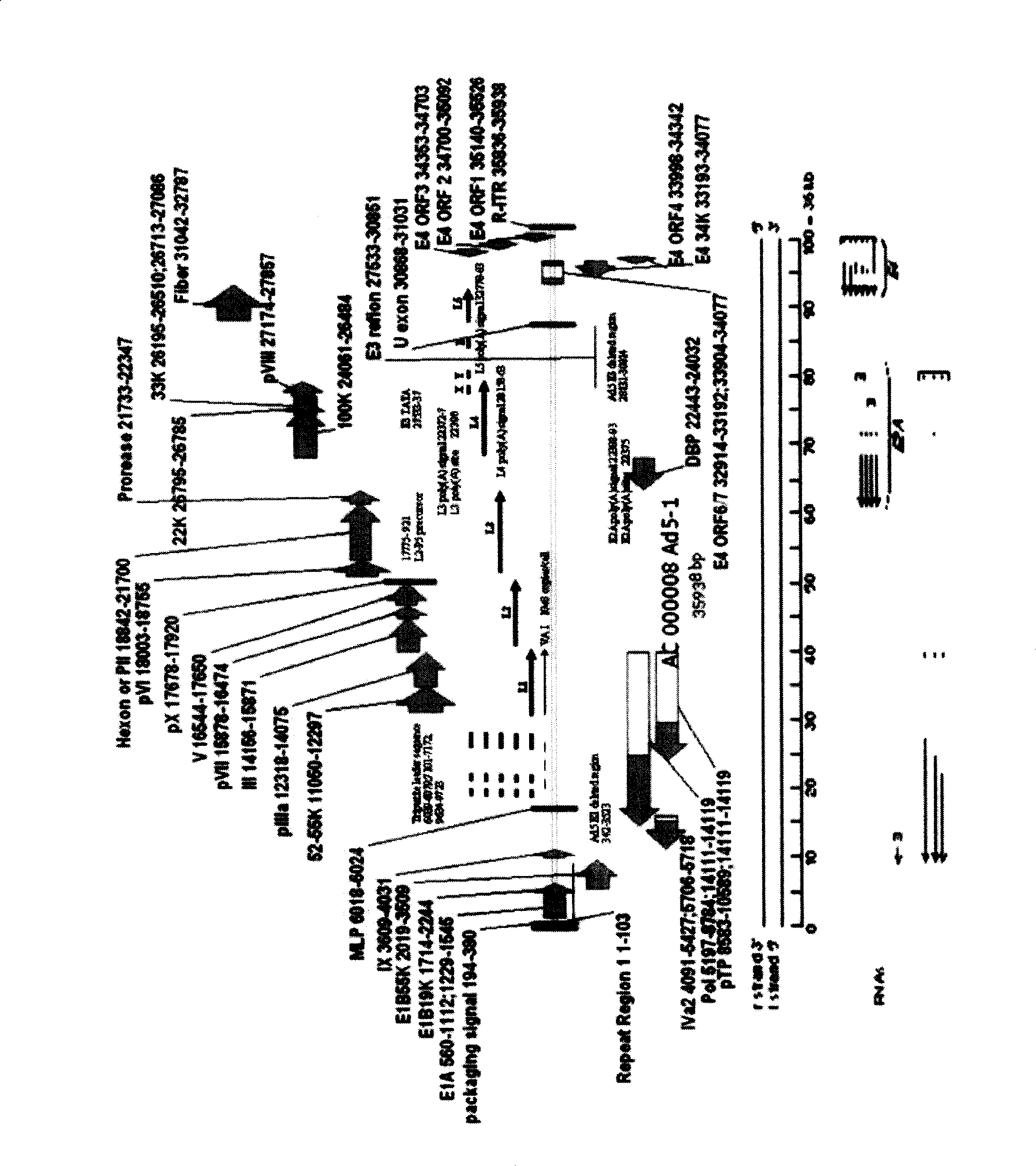 Complementary type high capacity adenoviral vector and vaccine and gene therapy producers constructed by the same