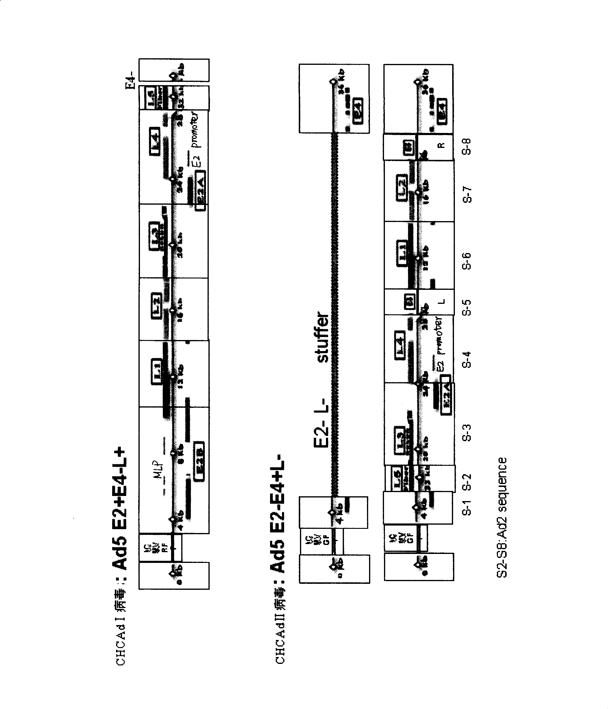 Complementary type high capacity adenoviral vector and vaccine and gene therapy producers constructed by the same