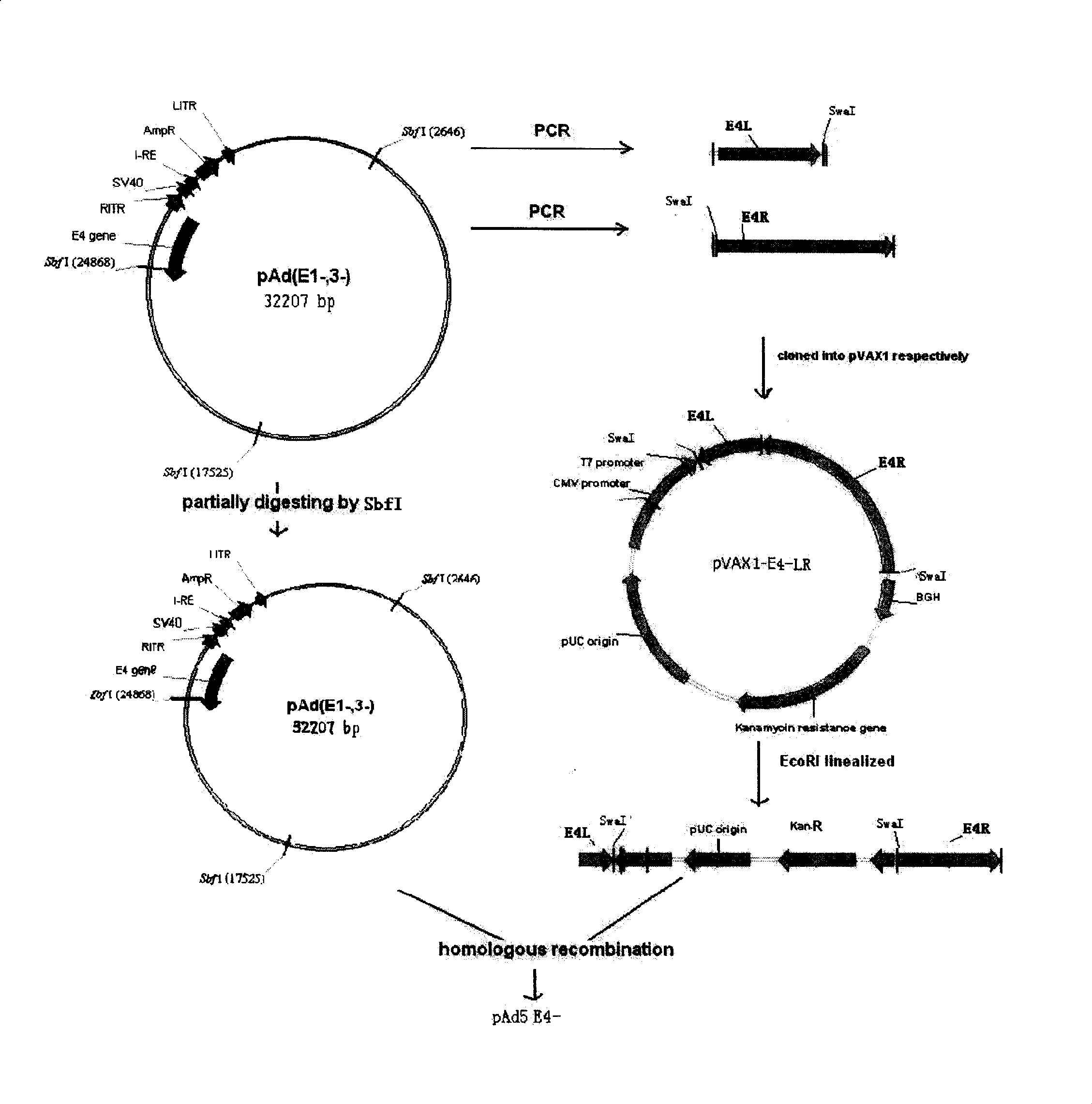 Complementary type high capacity adenoviral vector and vaccine and gene therapy producers constructed by the same