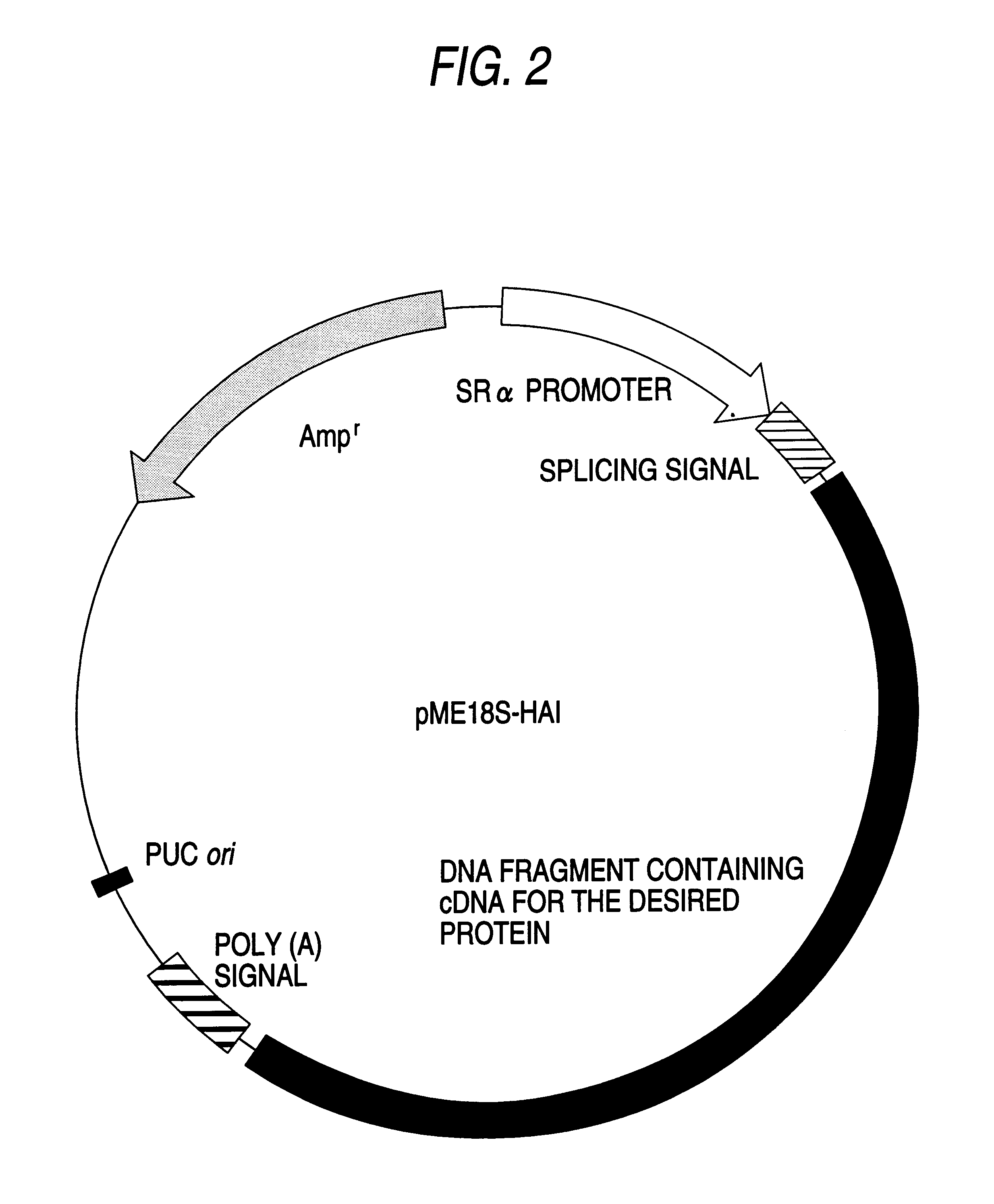 Protein, DNA coding for same and method of producing the protein