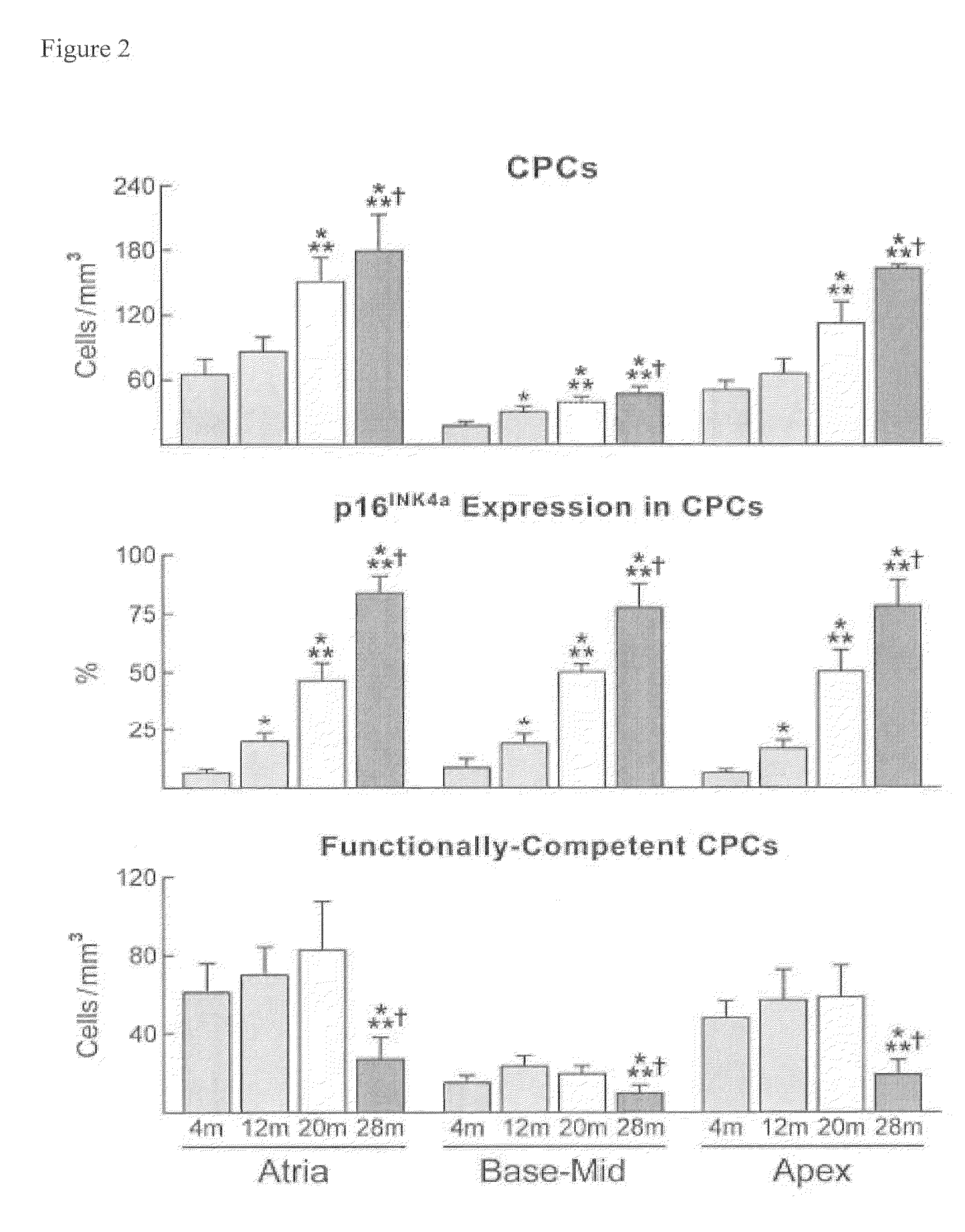 Methods of isolating non-senescent cardiac stem cells and uses thereof