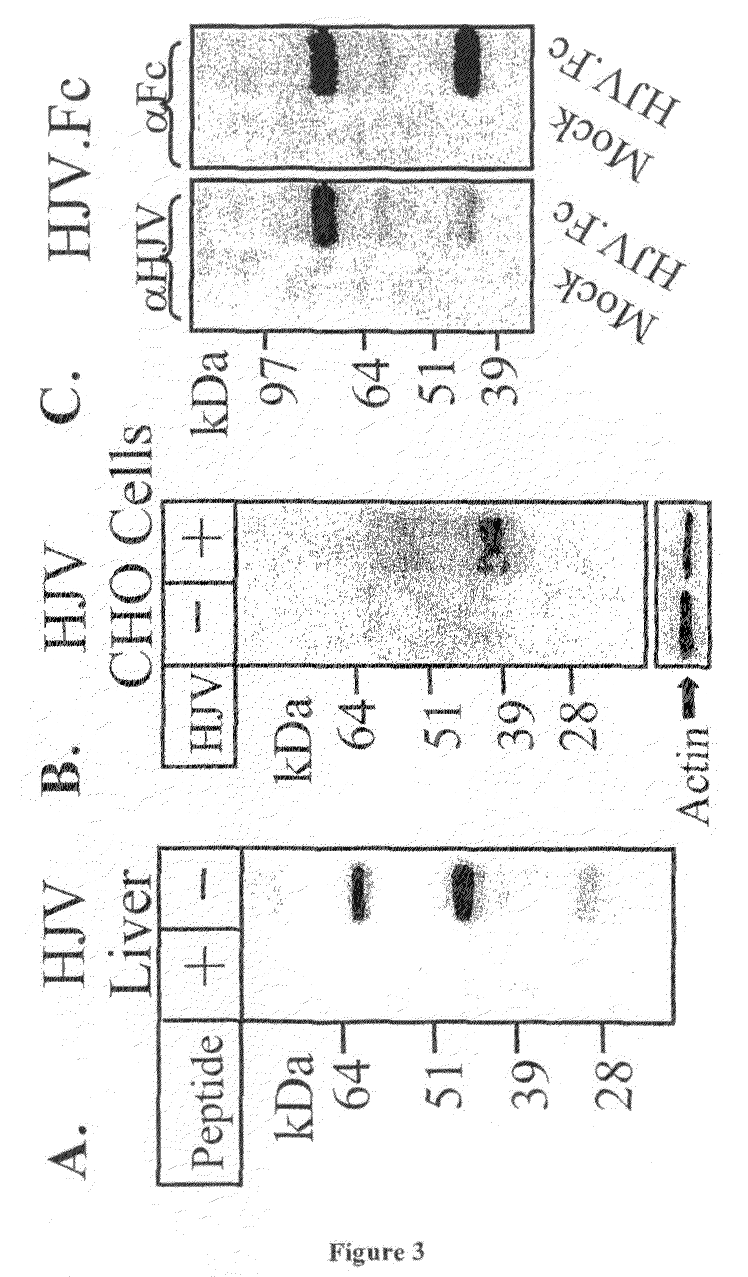 Methods and compositions to regulate iron metabolism