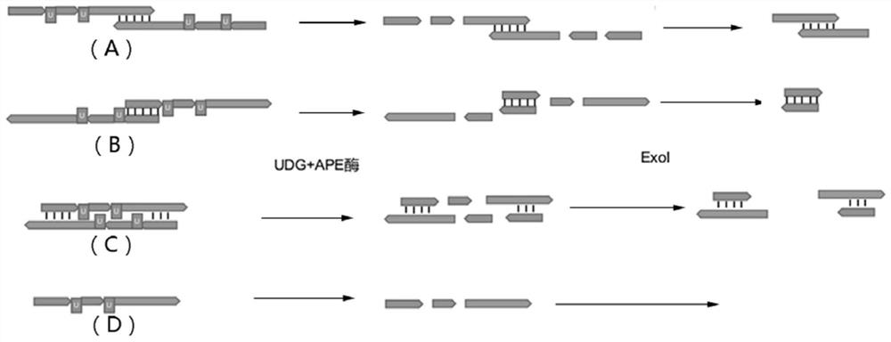A method and kit for enriching circulating tumor DNA based on multiplex PCR
