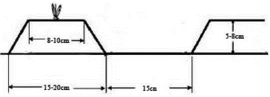 Mixed seeding method for switchgrass and wild soybeans in saline-alkali land