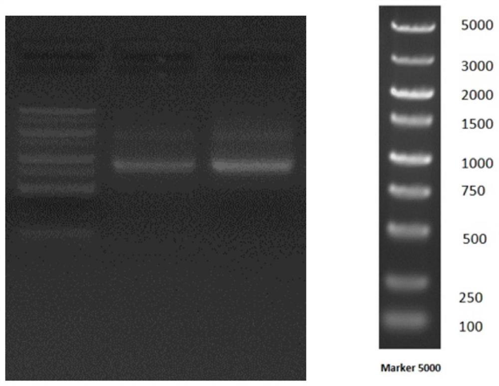 Pomegranate PgWUS gene and application thereof