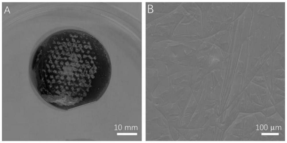 Preparation method of modified silicon wafer loading material and application of modified silicon wafer loading material in cell culture