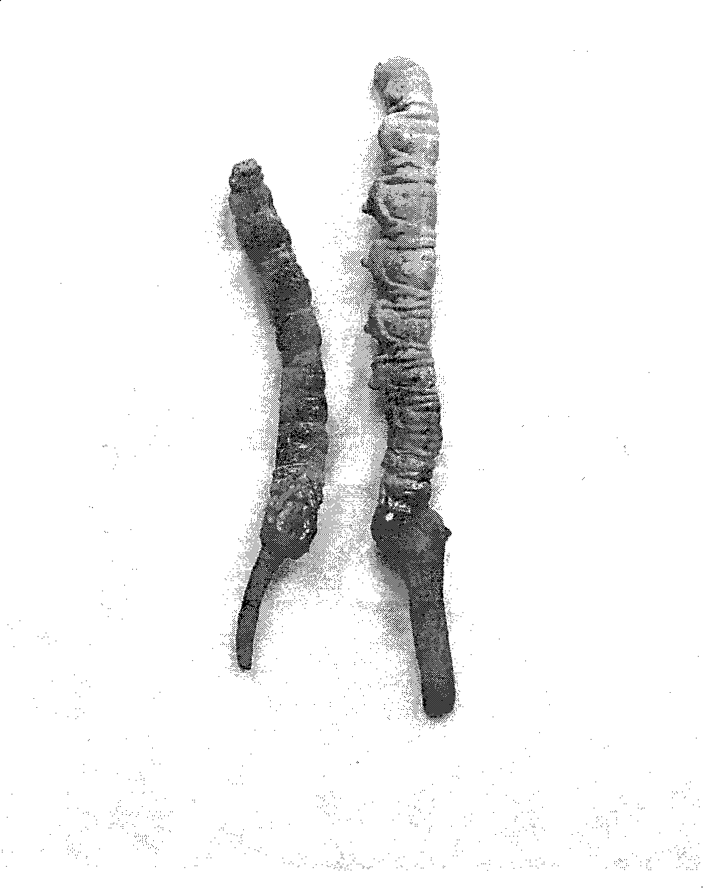 Biological vacuum freezing and drying method for aweto