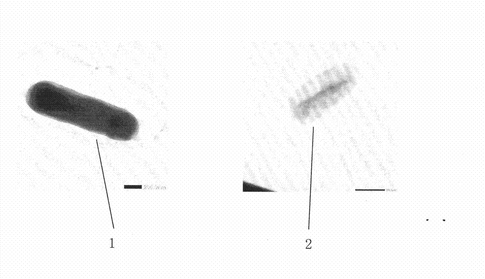 Integrated peptidoglycan and preparation method thereof