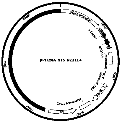 Multi-copy expression vector, pichia pastoris expressing plectasin and preparation method thereof