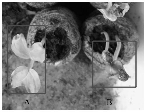 Asexual propagation method of merremia boisiana