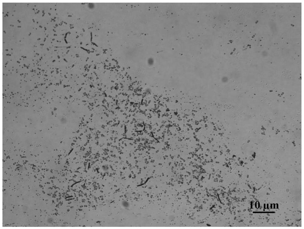 A strain of Bacillus amyloliquefaciens b4216 and its application