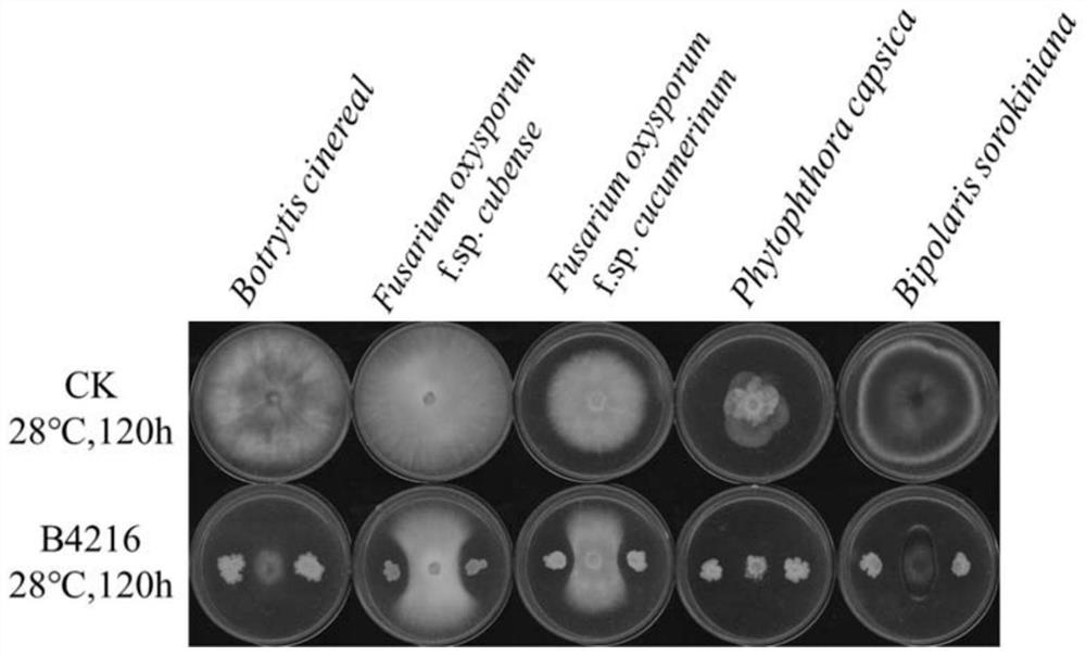A strain of Bacillus amyloliquefaciens b4216 and its application