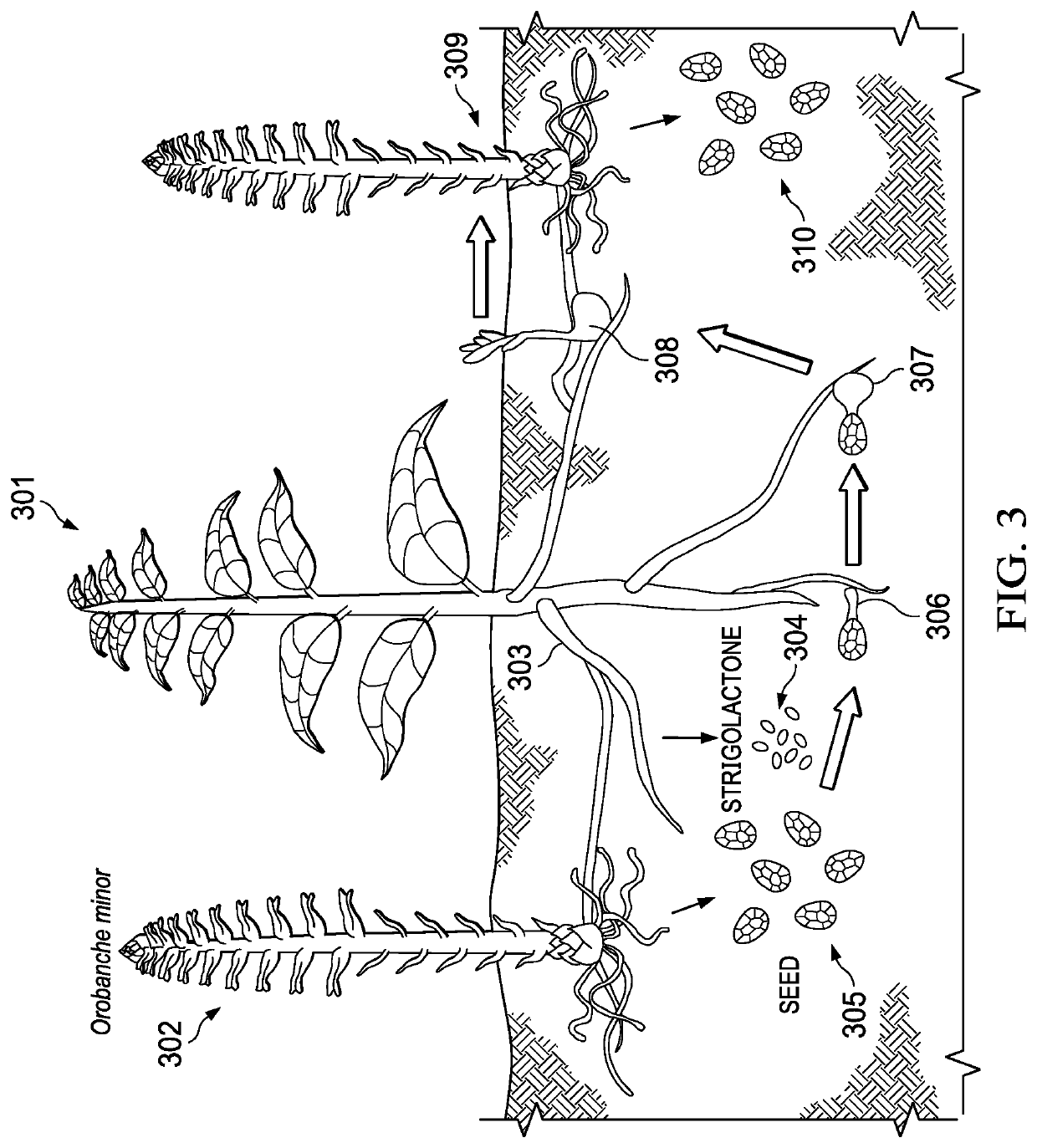 Plant growth promoter with strigolactones regulation activities