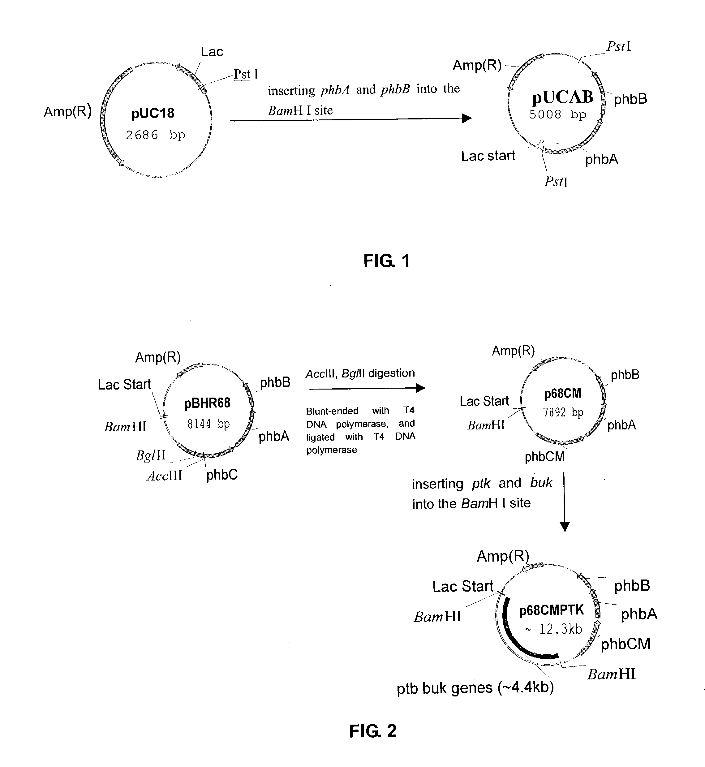 Method for the production of D-(-)-3-hydroxybutyric acid by recombinant esherichia coli