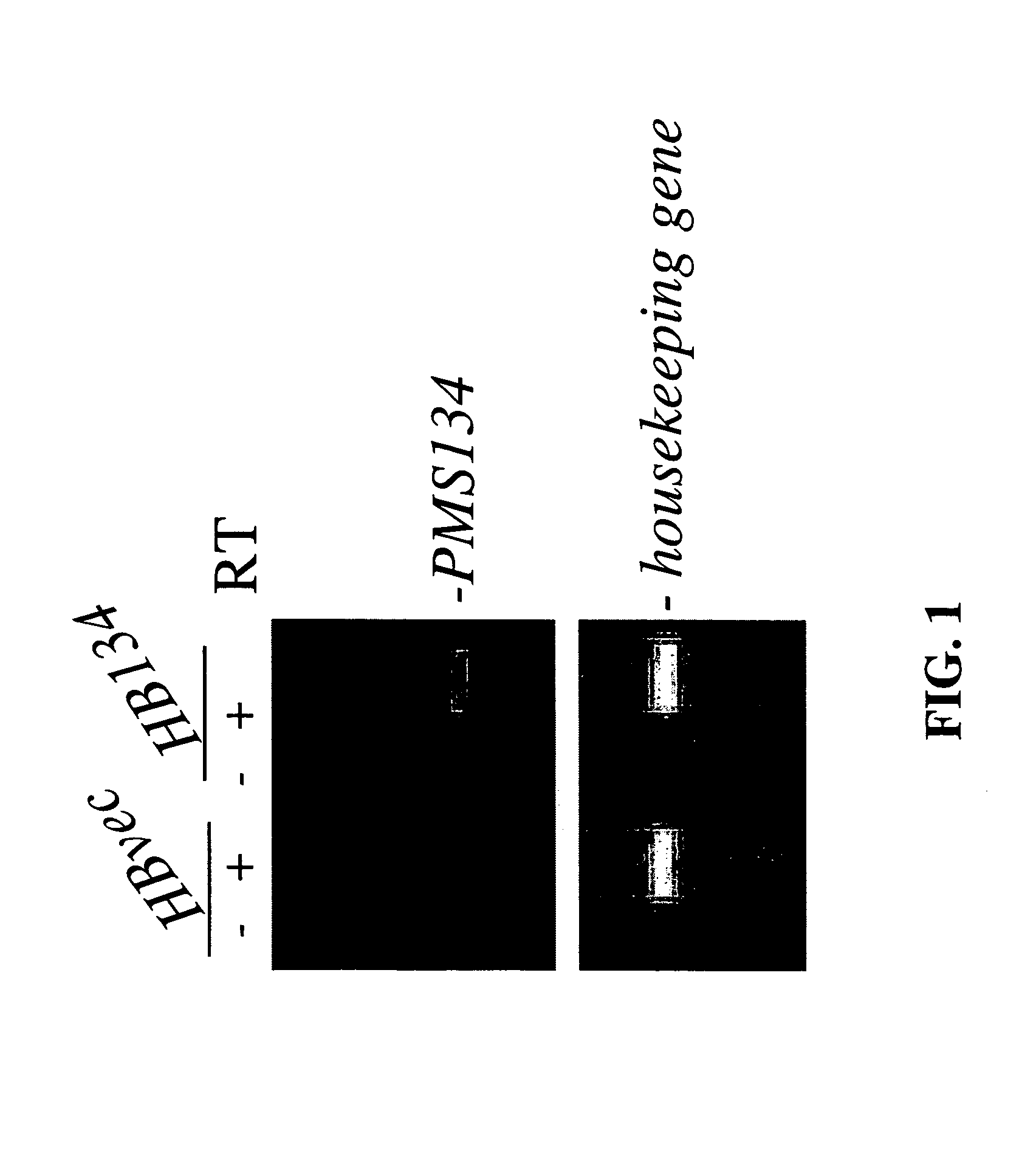 Antibodies and methods for generating genetically altered antibodies with high affinity