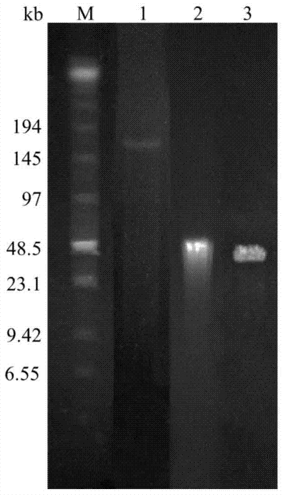 Marek's disease virus infectious recombinant cloning system and its construction method and application