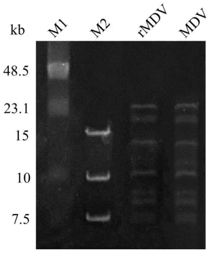 Marek's disease virus infectious recombinant cloning system and its construction method and application