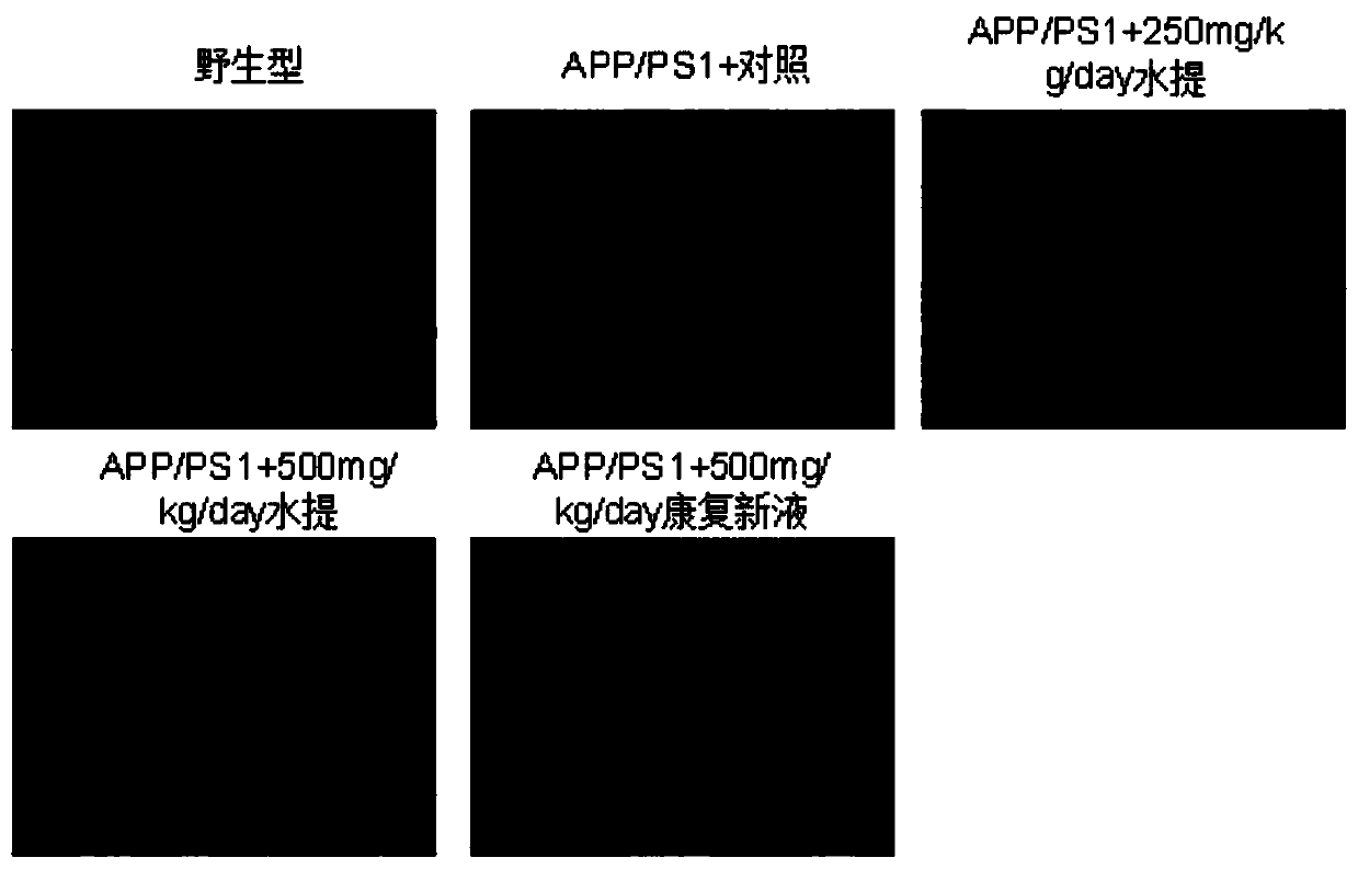 A kind of Periplaneta americana extract for intervening AD and its extraction method and application