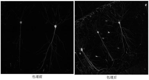 Embedding agent, embedding method and application of light-transparent biological tissue