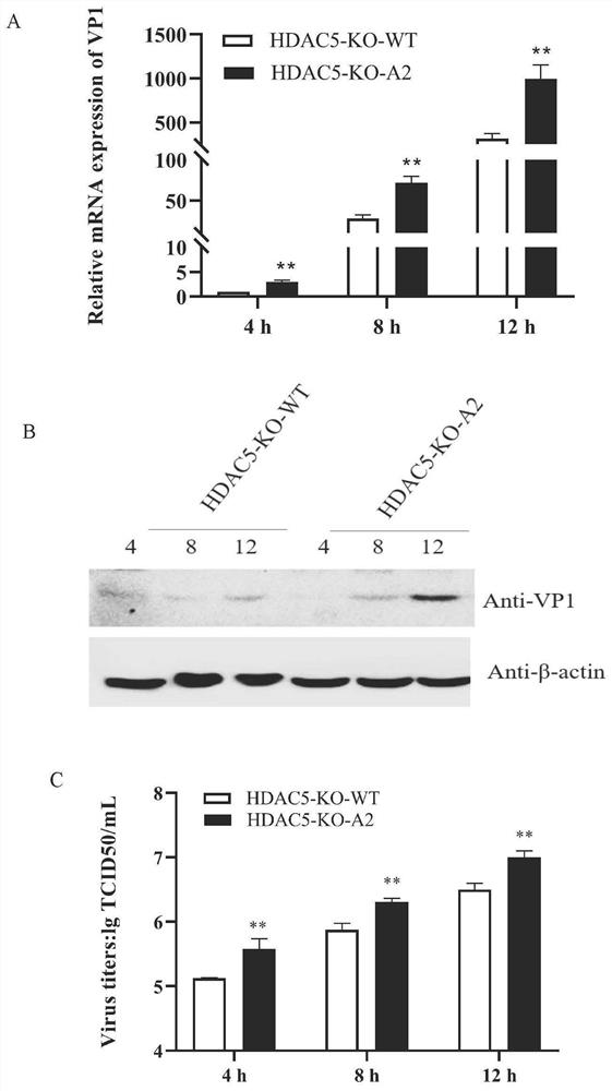 HDAC5 gene knockout BHK-21 cell line as well as construction method and application thereof