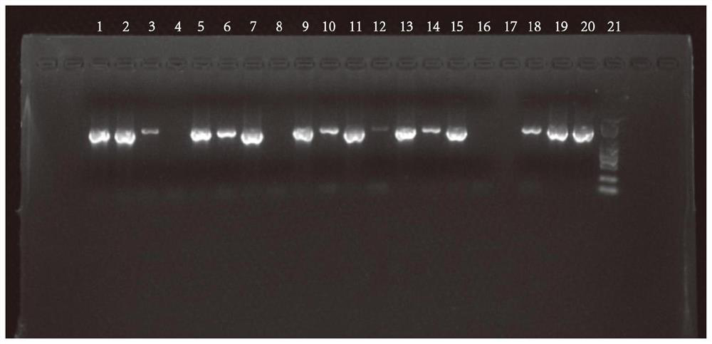 Gene related to proteolytic ability and screening method of lactobacillus helveticus with high proteolytic ability based on gene