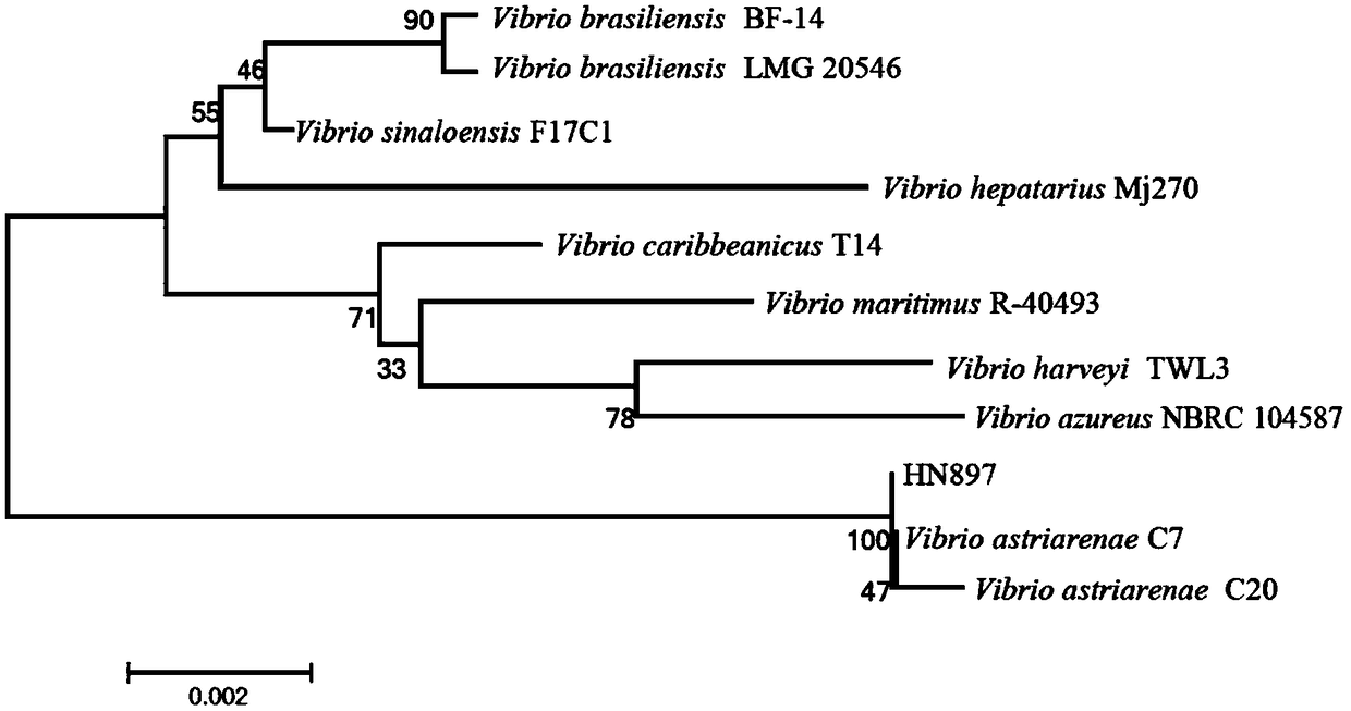 Vibrio marinopraesens as well as separation method and application thereof