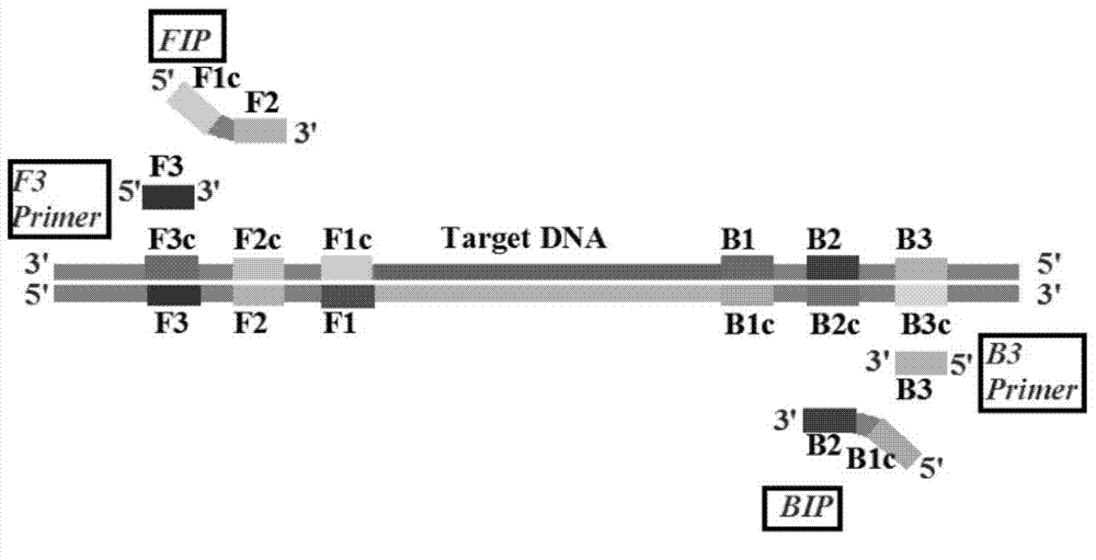 Loop-mediated isothermal amplification (LAMP) method based on TaqMan probe, and LAMP primer and kit special for same