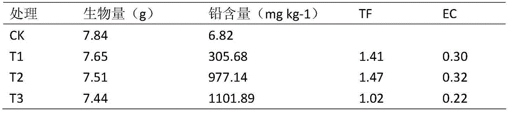 Application of cone gypsophila acutifolia in repair of lead-polluted soil