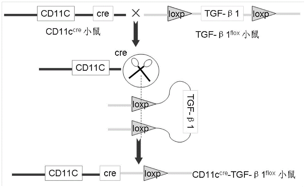 Application of tgf-β1 expressed by dendritic cells in the preparation of anti-atherosclerotic drugs