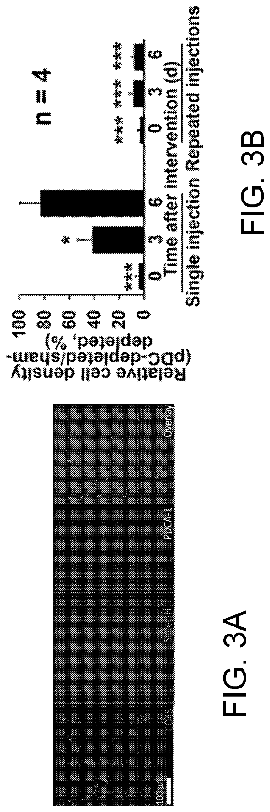 Adoptive transfer of plasmacytoid dendritic cells to prevent or treat ocular diseases and conditions
