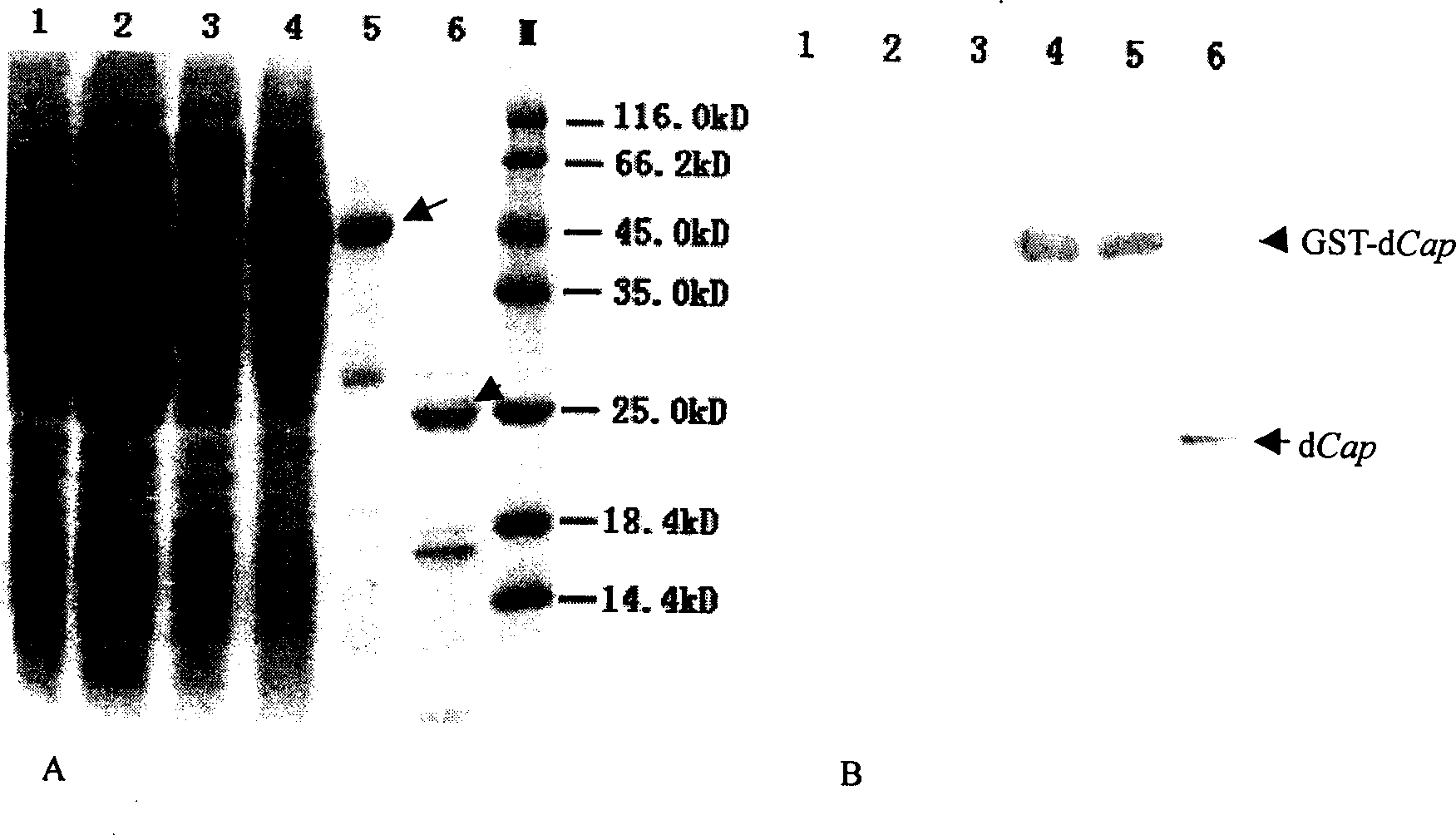 Reagent strip for determining antibody and antigen of swine circular virus II