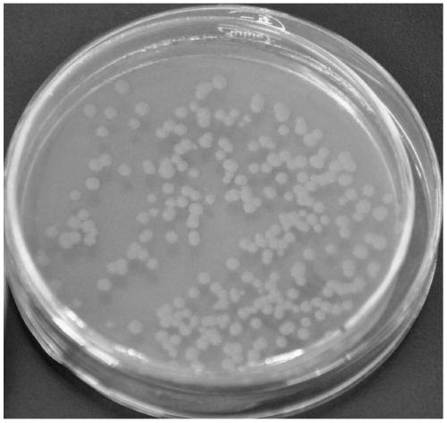 Bacillus thuringiensis YLX-4 and its application