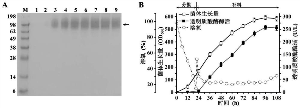 Recombinant pichia pastoris for producing human hyaluronidase PH20 and construction method of recombinant pichia pastoris