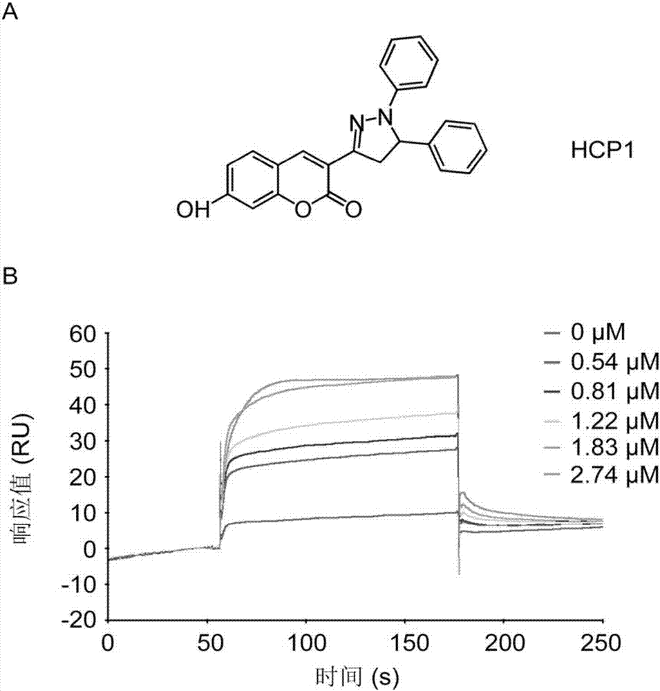 Application of 7-hydroxycoumarin pyrazoline derivative in preparing GRP94 inhibitors