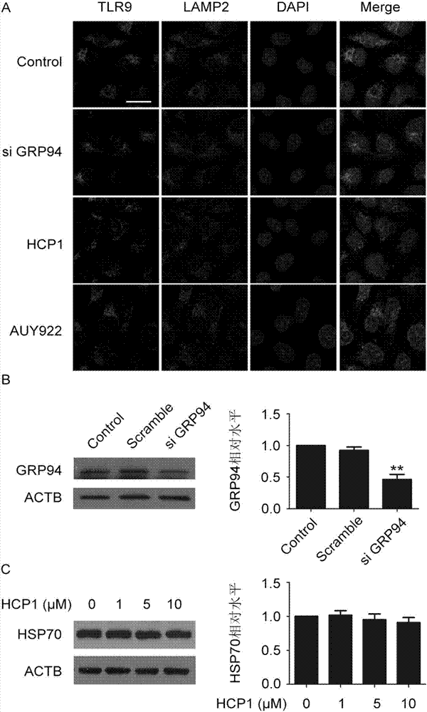 Application of 7-hydroxycoumarin pyrazoline derivative in preparing GRP94 inhibitors