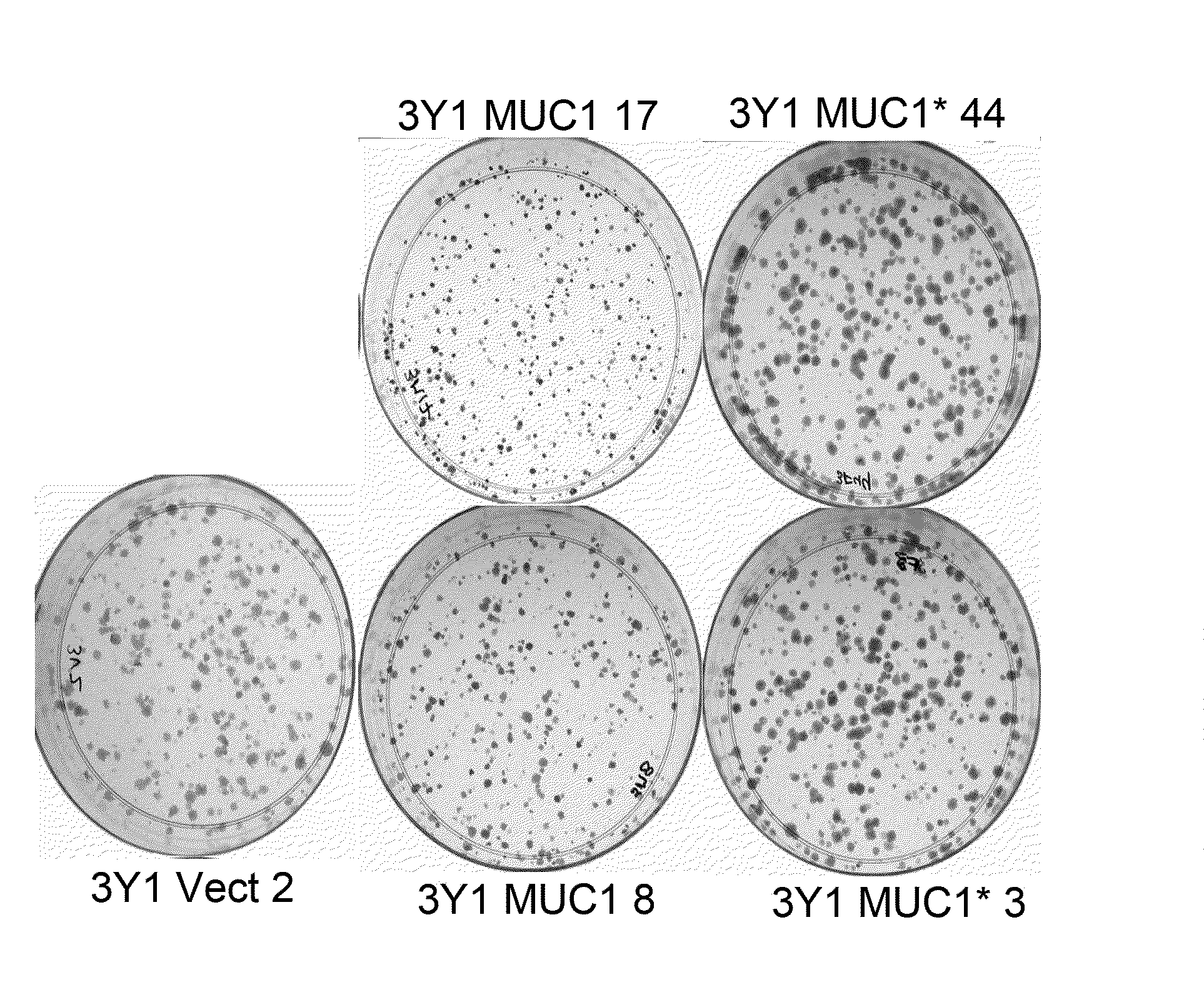 Method for inducing pluripotency in cells