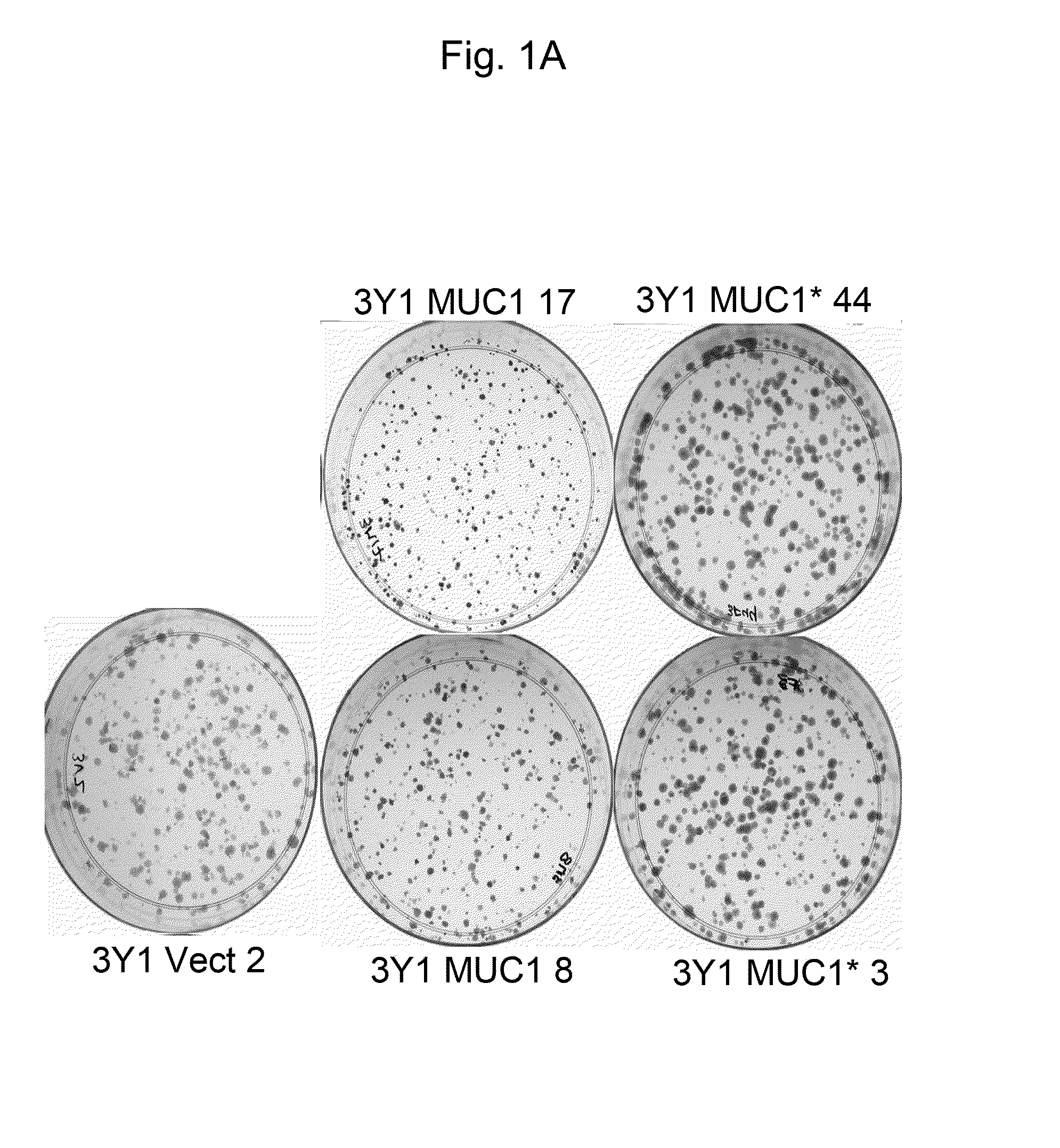 Method for inducing pluripotency in cells