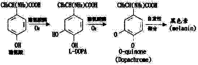 Whitening composition containing tyrosinase inhibitor