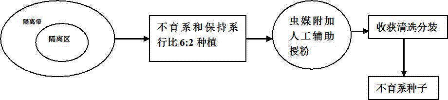 Propagation method of oil sunflower Xinkui No. 14 sterile line 1666A