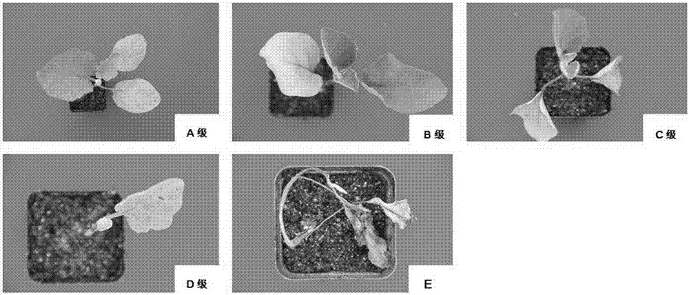 Method for quickly identifying waterlogging resistance of eggplant